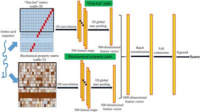 VirionFinder: Identification of Complete and Partial Prokaryote Virus Virion Protein From Virome Data Using the Sequence and Biochemical Properties of Amino Acids